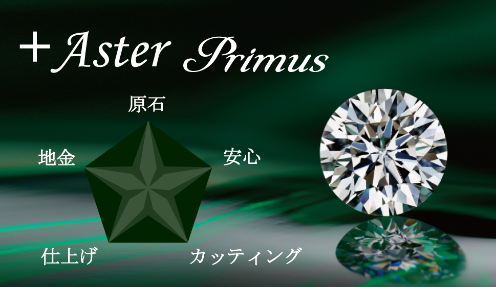 Aster Primus 株 ヨシヨシ